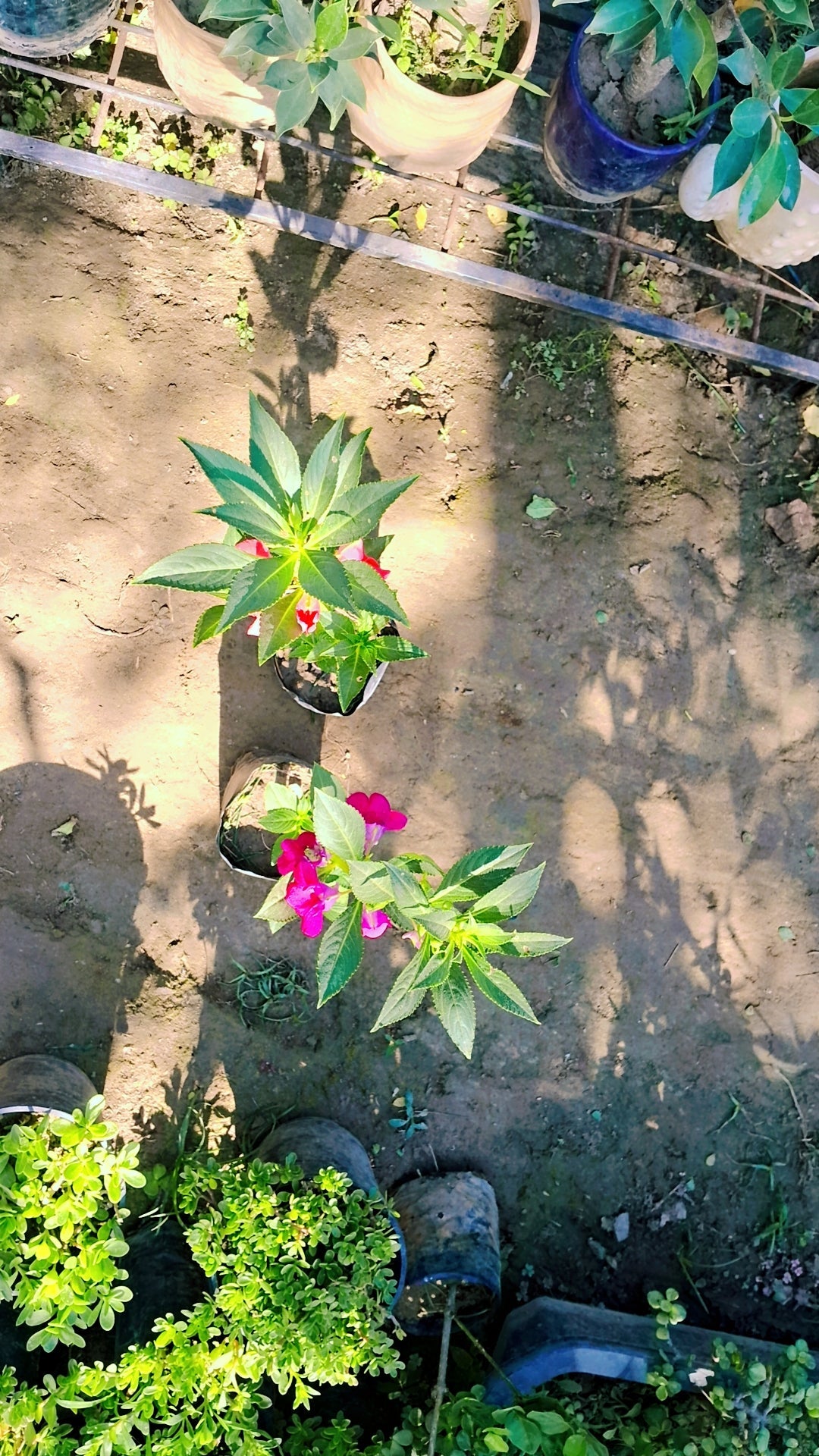 (Set of 2) Balsam seasonal flower plant in 4 inch polybag Plantncr