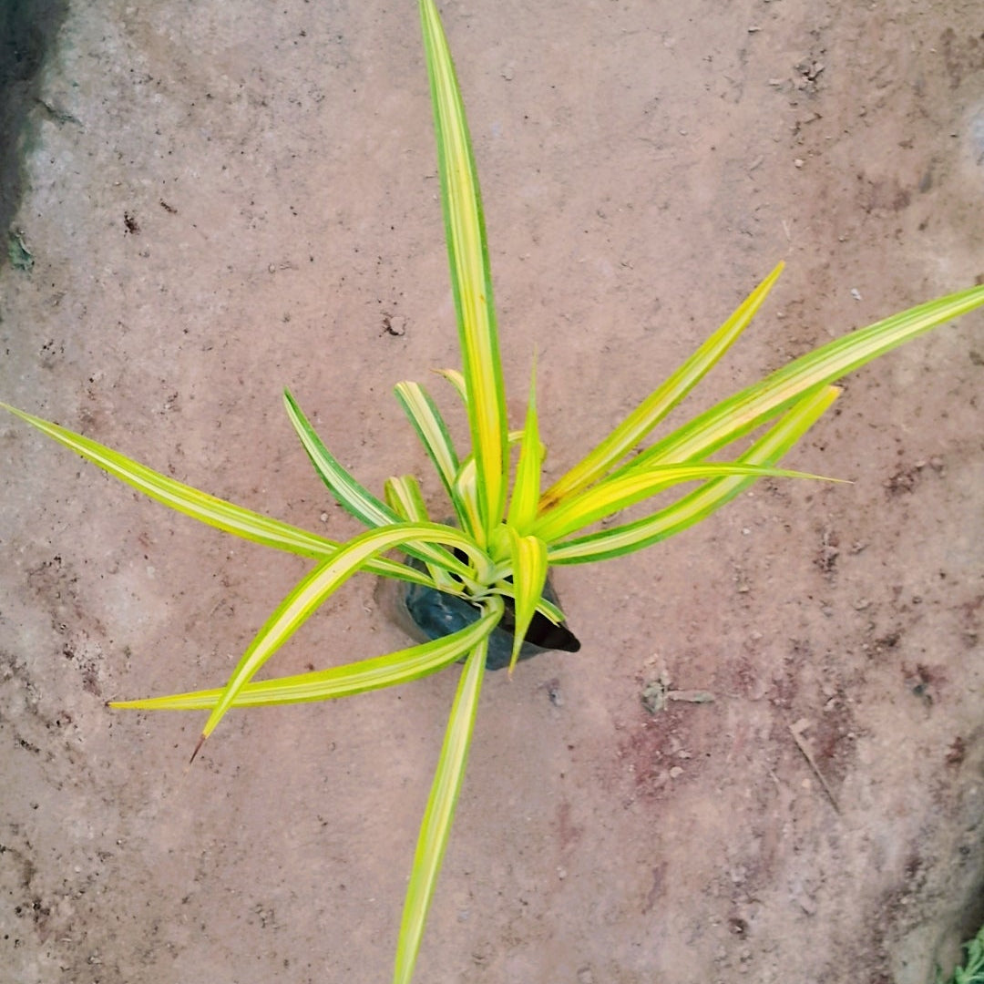 Pandanus Variegated (Golden) - Plant in 4 inch polybag Plantncr