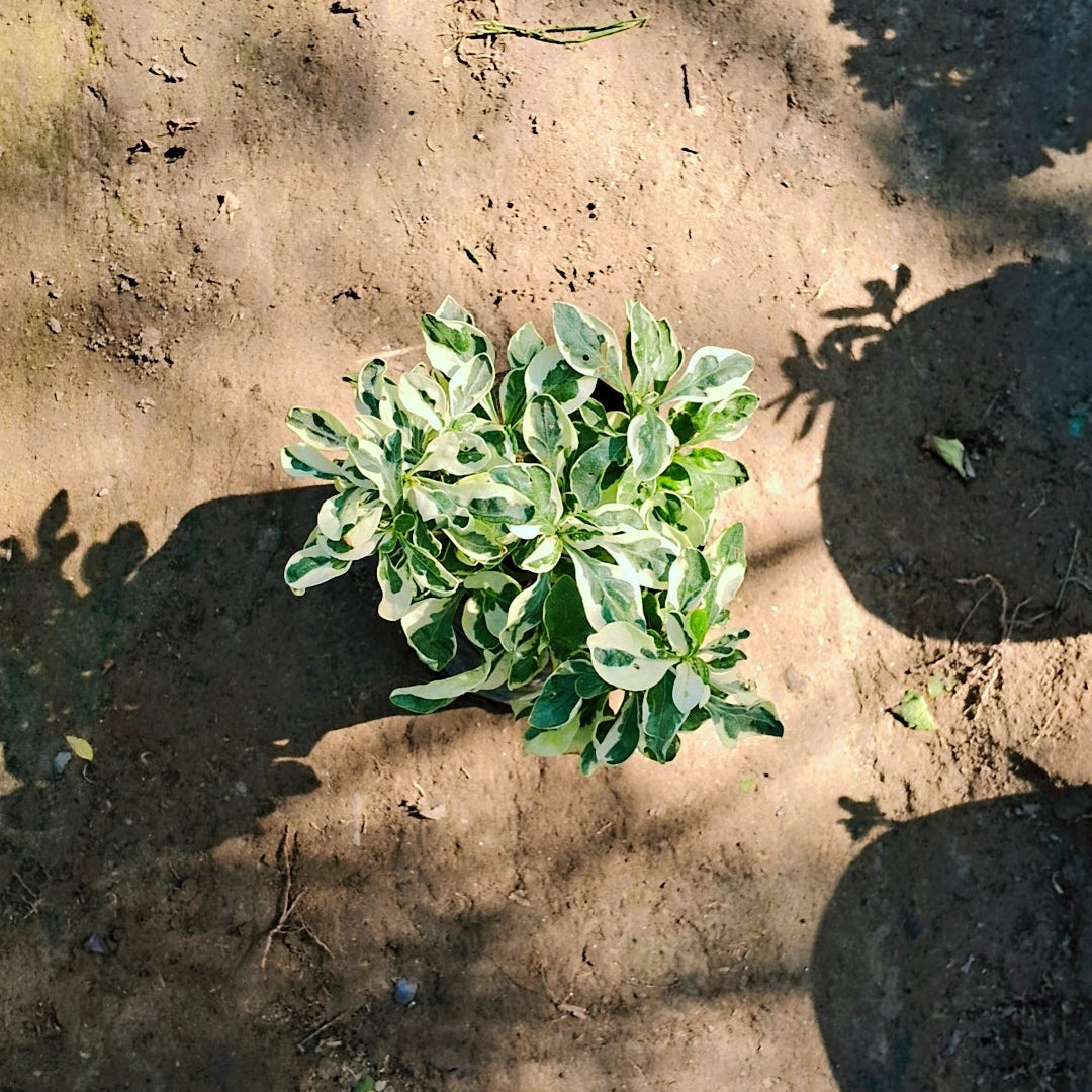 Alternanthera verigated in 4 inch Nursery Bag Plantncr