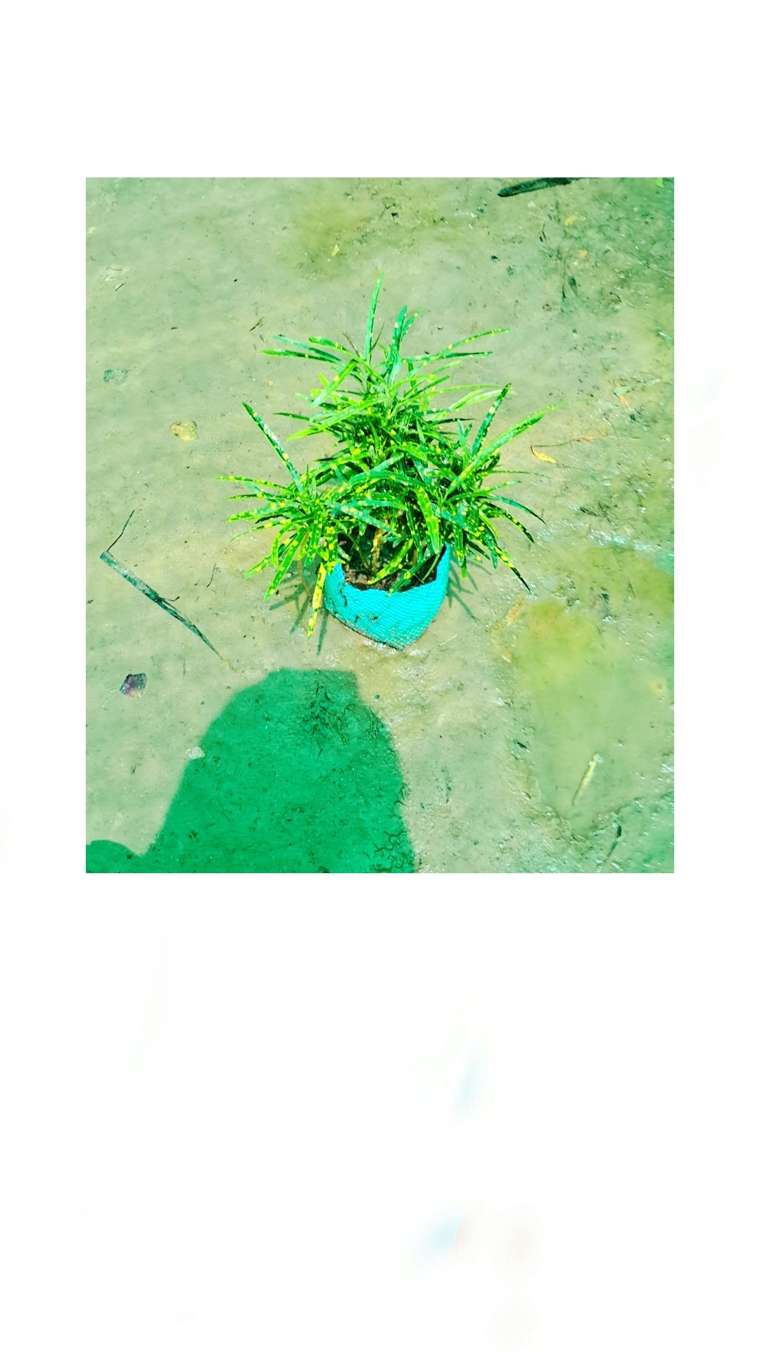 Chironji Croton in 4 inch polybag Plantncr