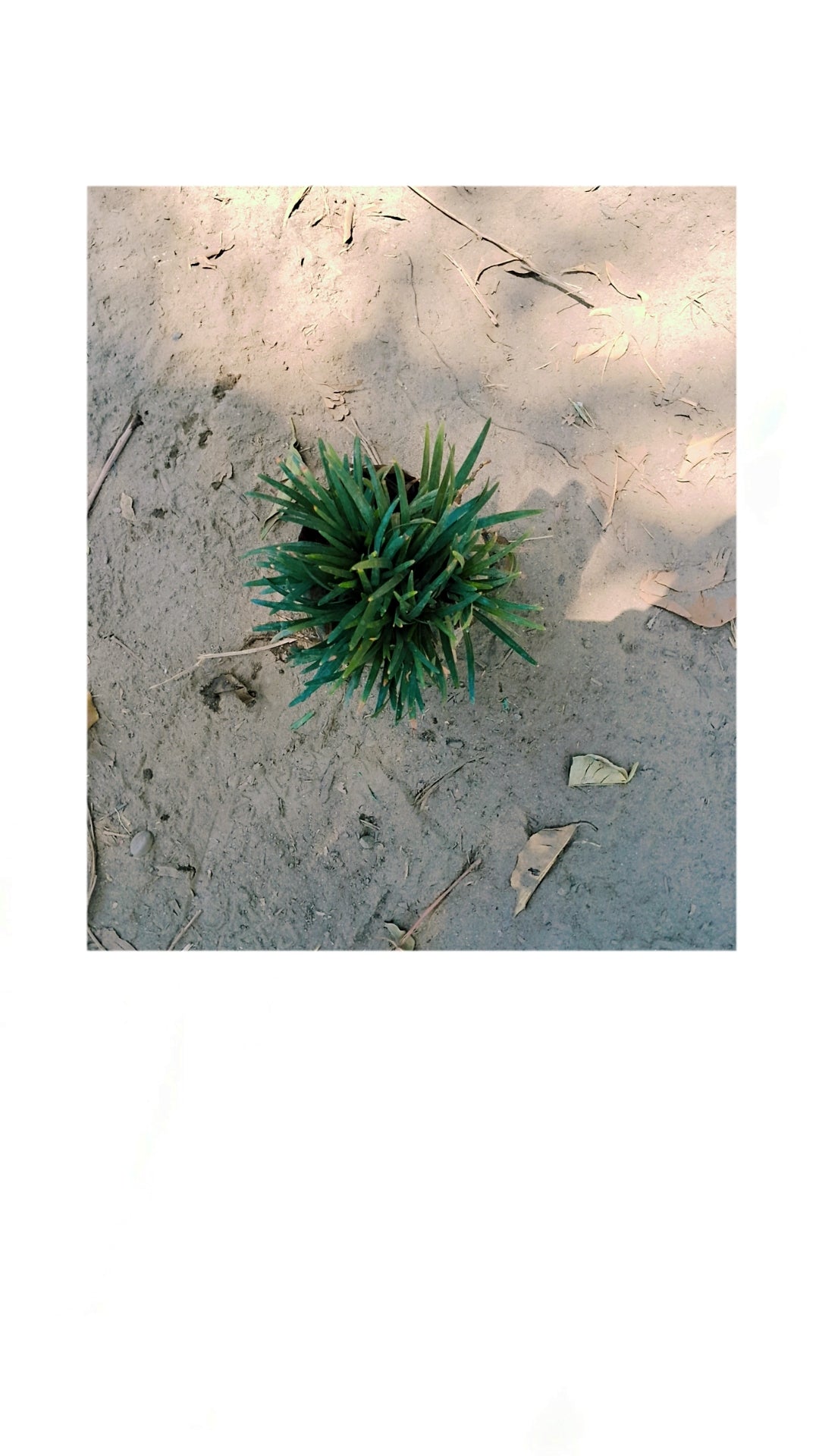 Black grass in 4 inch polybag Plantncr