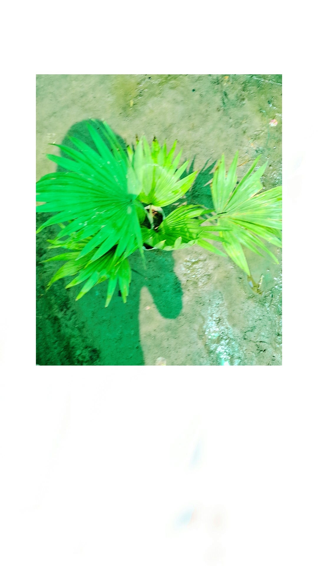 China palm in 5 inch polybag Plantncr