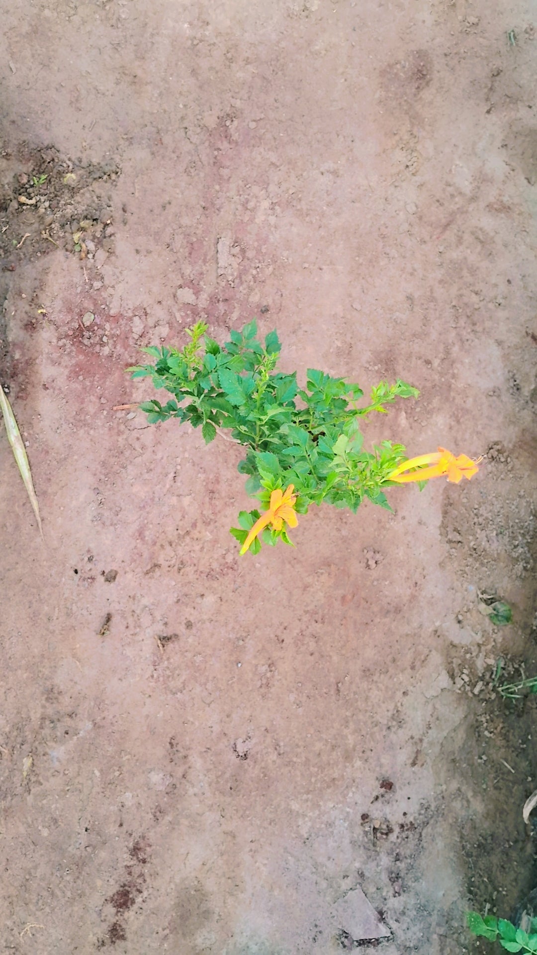 Tecoma Capensis Pune Variety (yellow Colour) In 4 Inch polbag Plantncr
