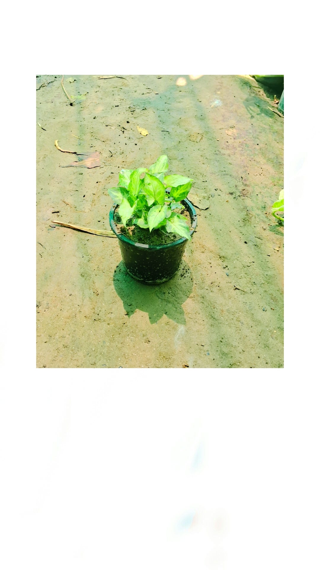 Green Syngonium podophyllum (dwarf) in 4 inch pot (Copy) Plantncr