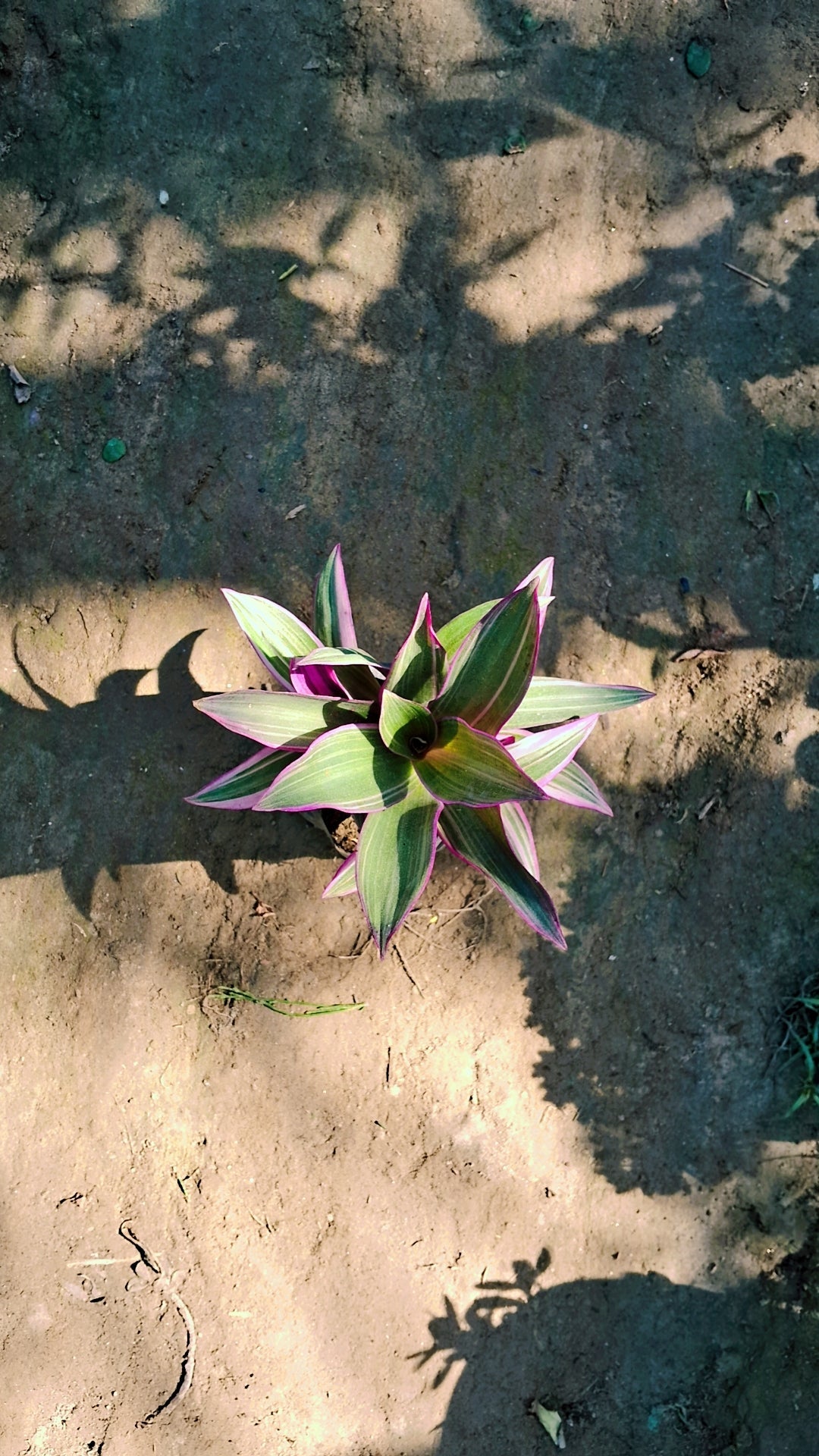 Rohiyo discolour plant in 4 inch polybag Plantncr