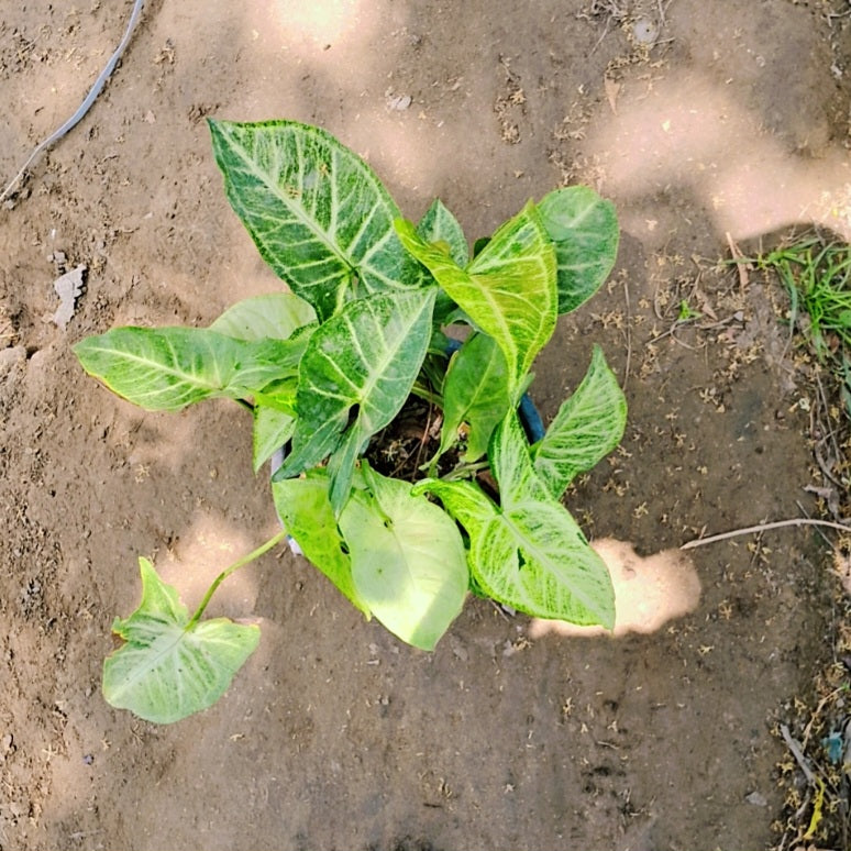 Syngonium podophyllum plant in 6 inch pot Plantncr
