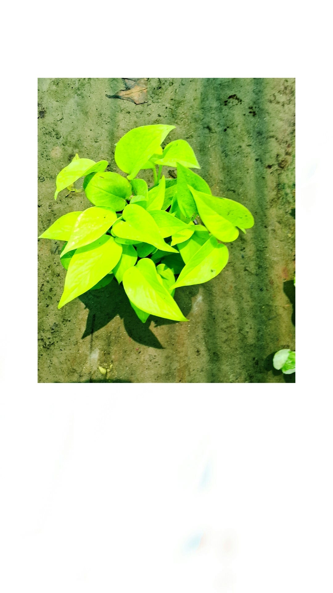 Golden money plant (Pune variety) in 6 inch pot Plantncr