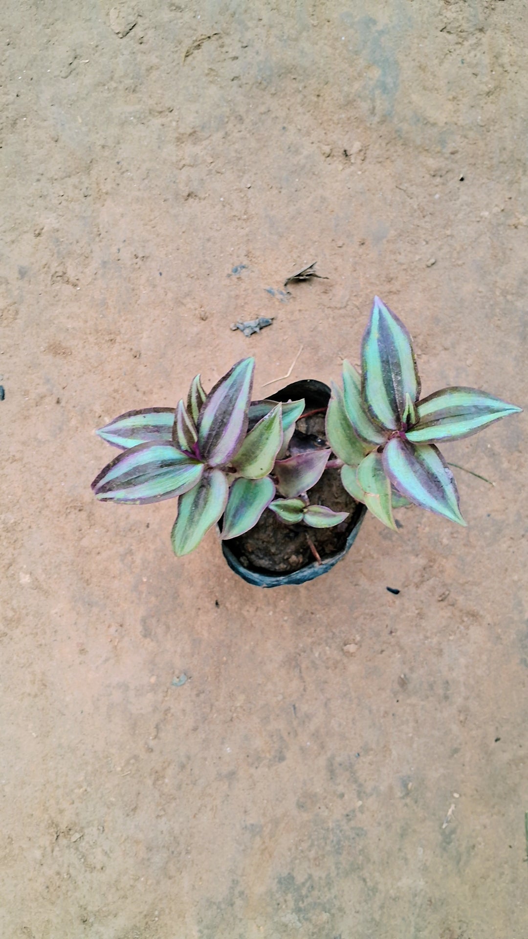 Wondering jew plant in 4 inch polybag Plantncr