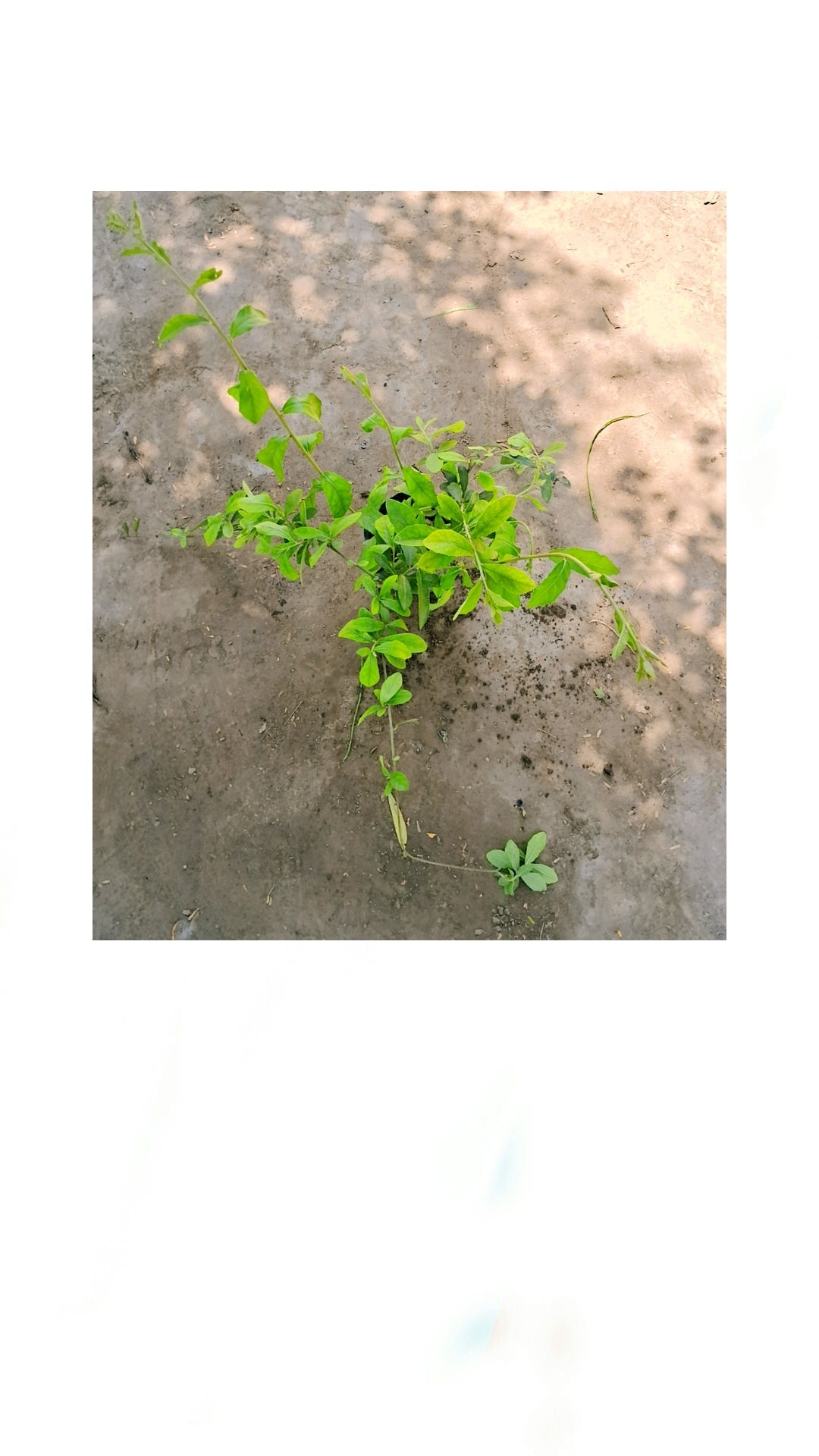Parda bel in 4 inch polybag Plantncr