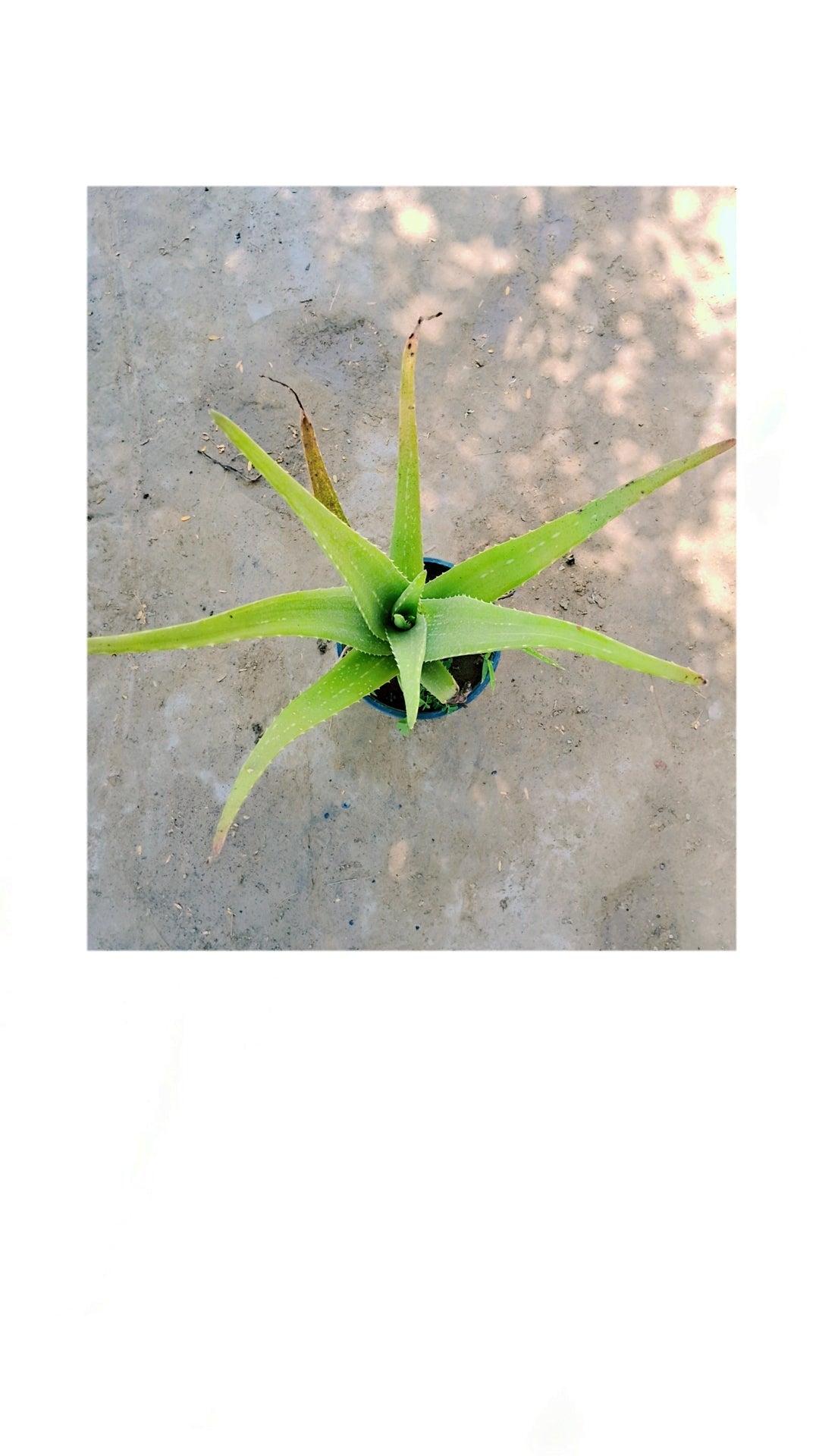 Aloevera plant in 6 inch pot Plantncr