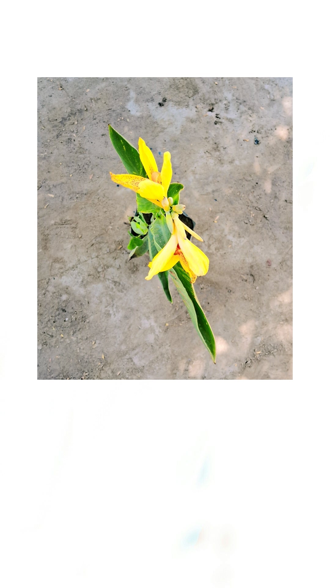 Yellow keli in 4 inch polybag Plantncr