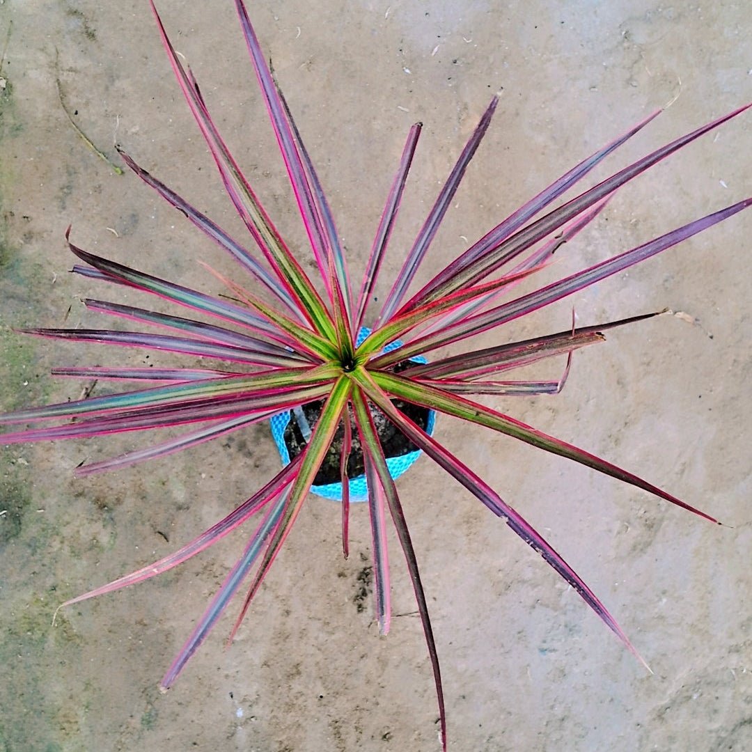 Dracena marginata tricolour plant in 5 inch polybag Plantncr