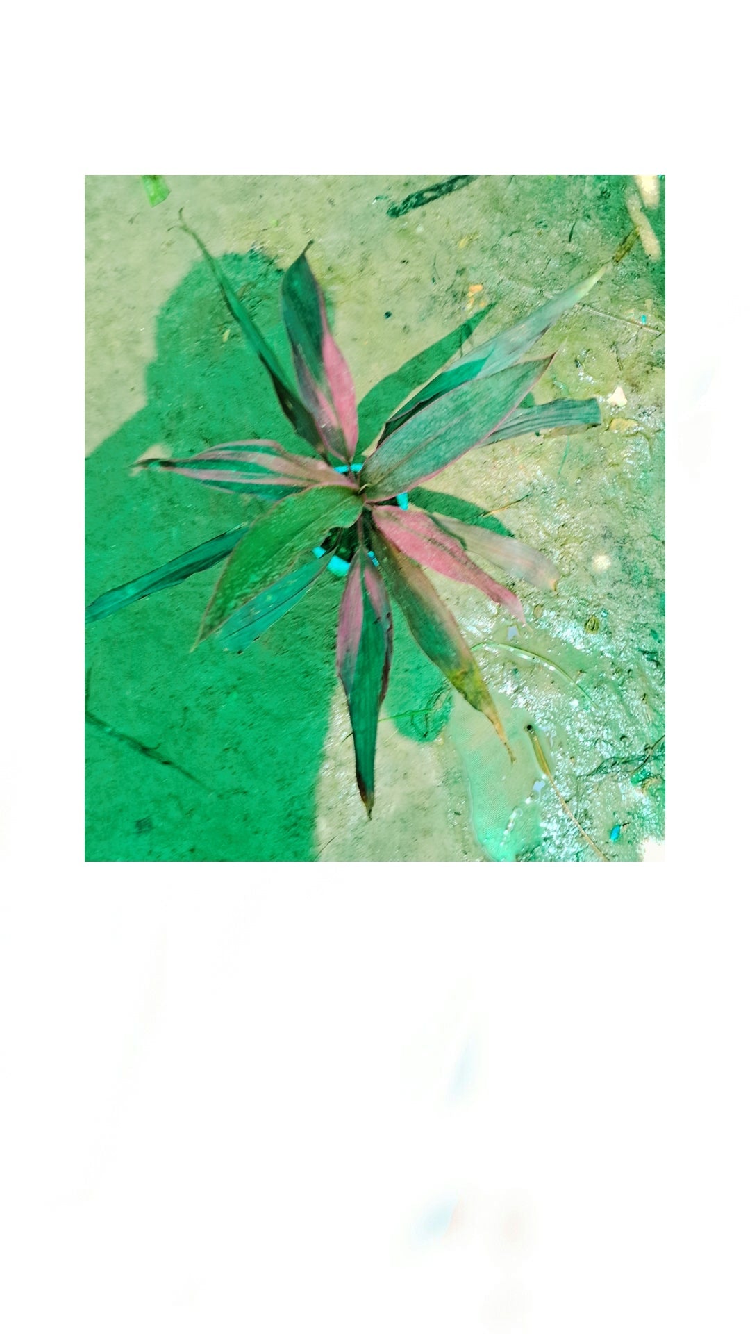 Dracaena Mahatma plant in 5 Inch Nursery bag Plantncr