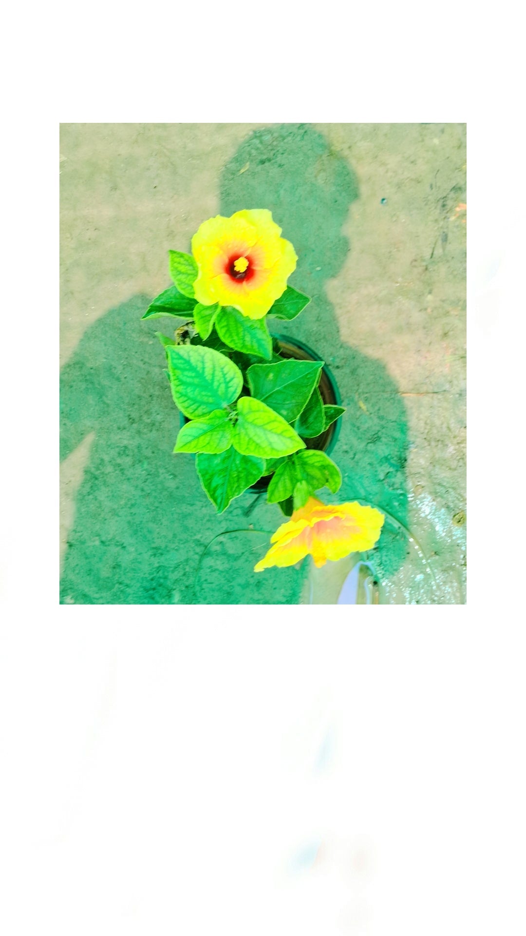 Yellow hibiscus In 6 inch pot Plantncr