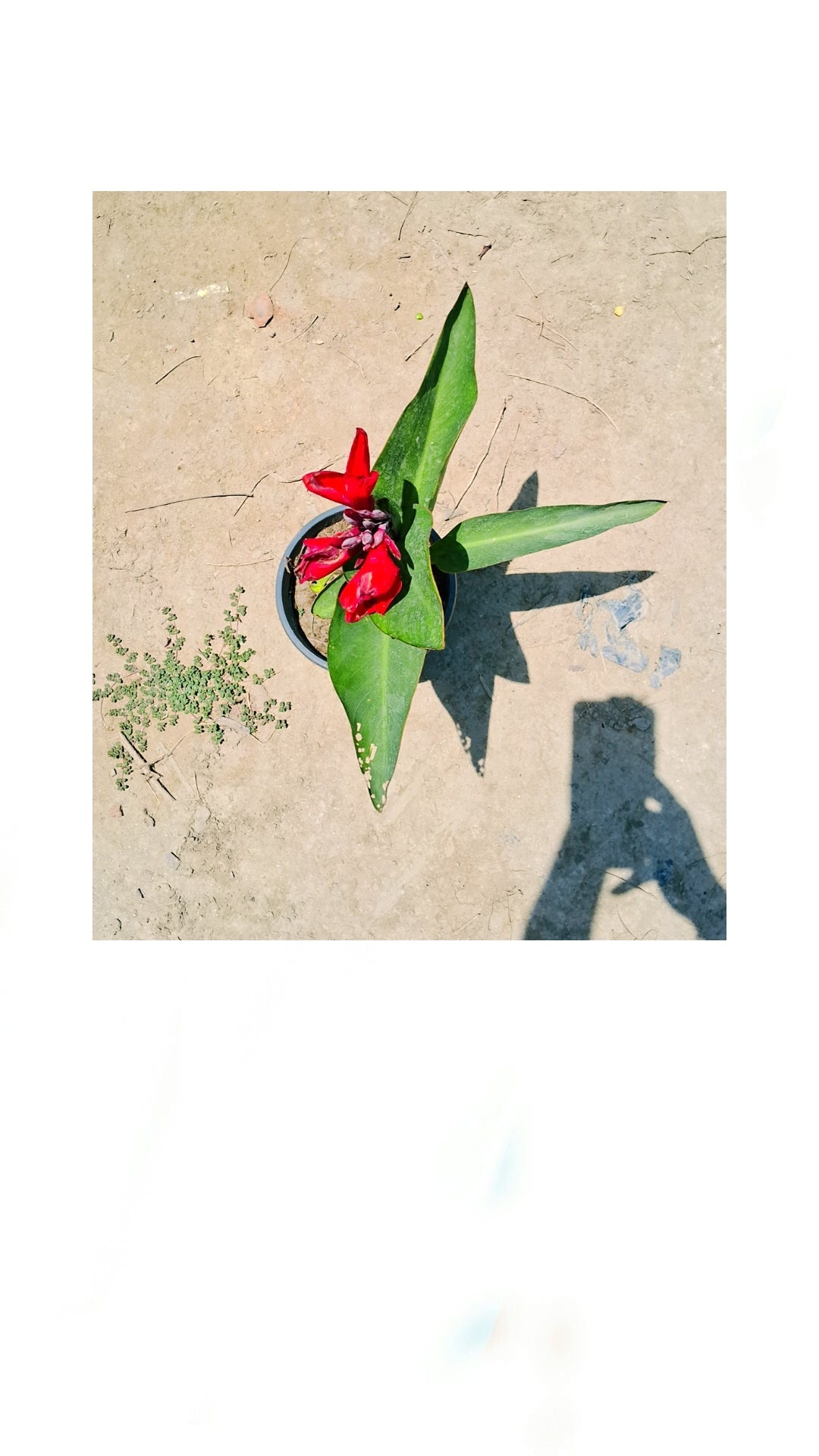 Red keli in 6 inch pot Plantncr