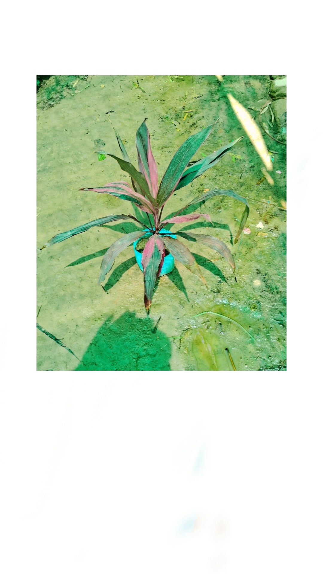 Dracaena Mahatma plant in 5 Inch Nursery bag Plantncr