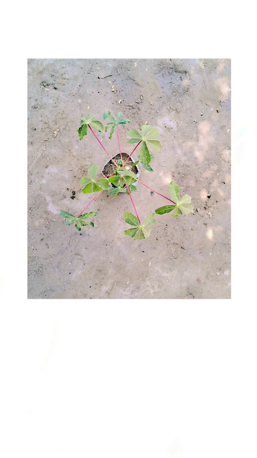 Cassava/ Teapeoca plant in 4 inch polybag - Plantncr