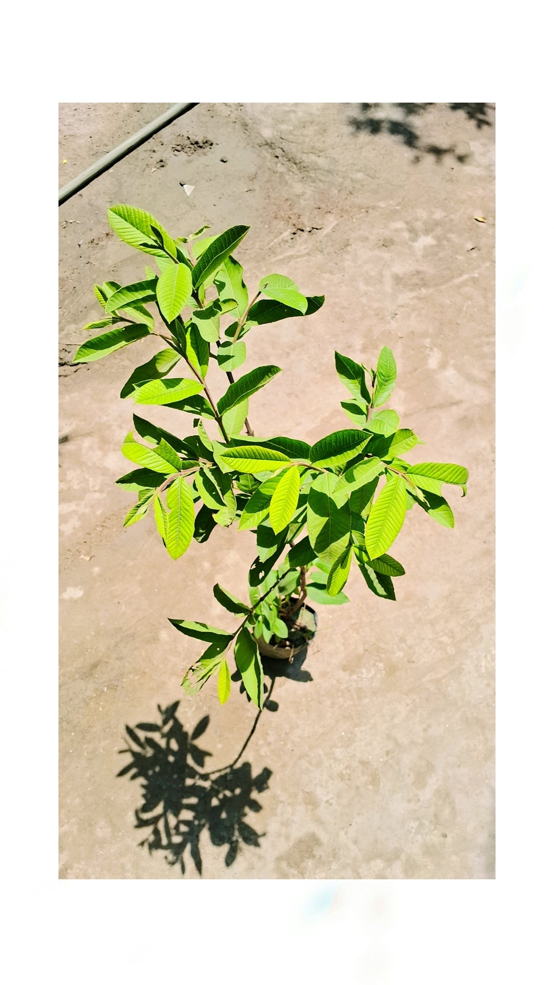 Guava plant 4 feet hight in 5 inch polybag Plantncr