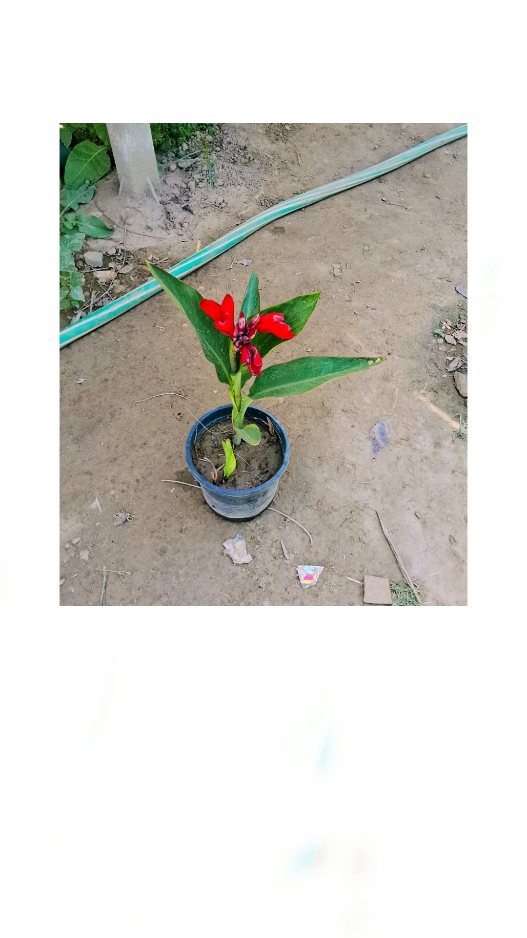 Red keli in 6 inch pot Plantncr