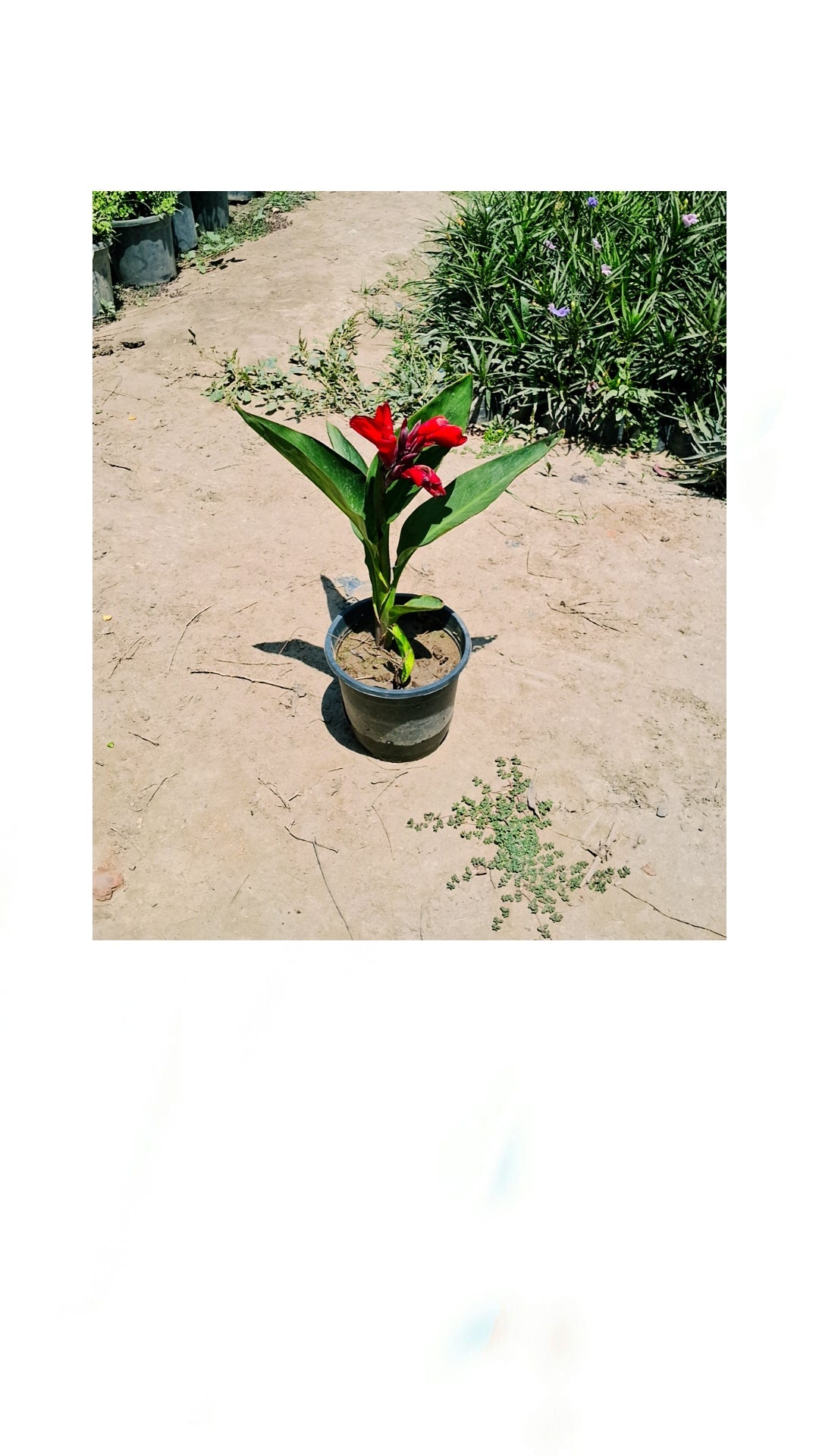 Red keli in 6 inch pot Plantncr