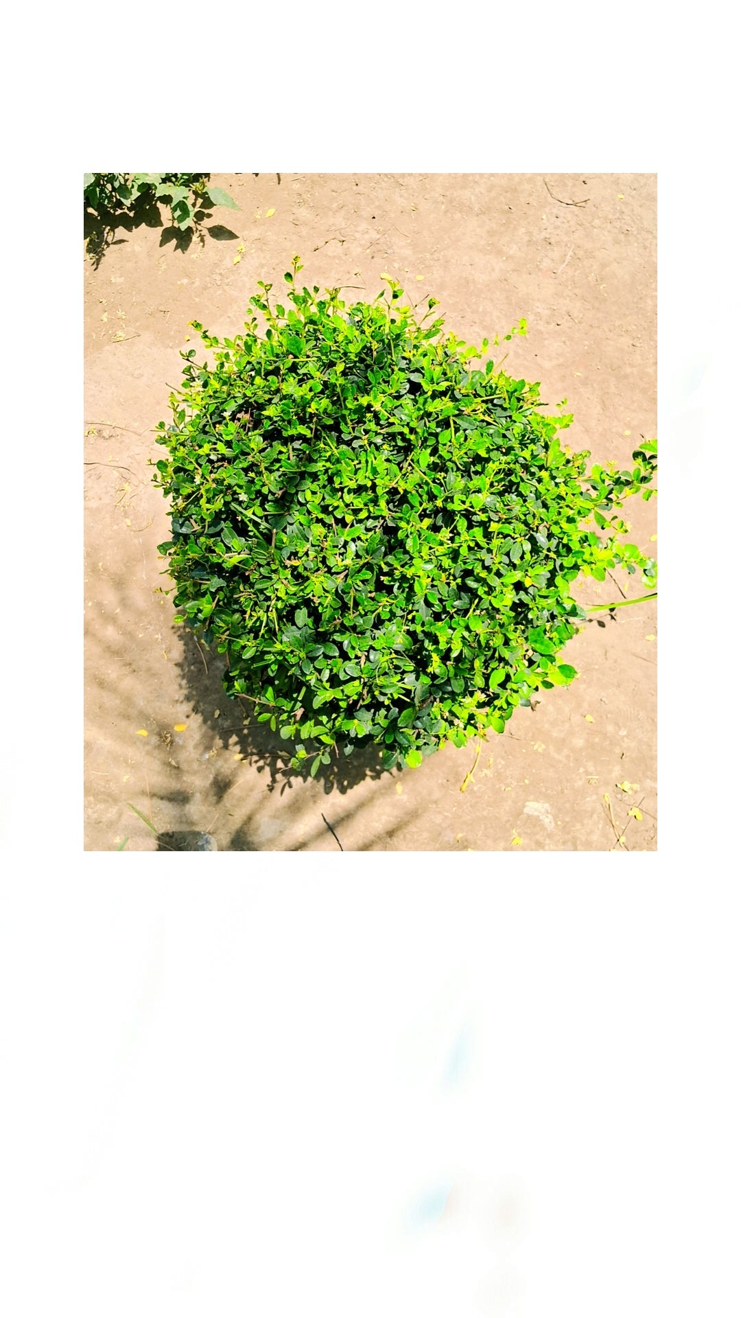 Malpighia ball plant in 16 inch pot Plantncr