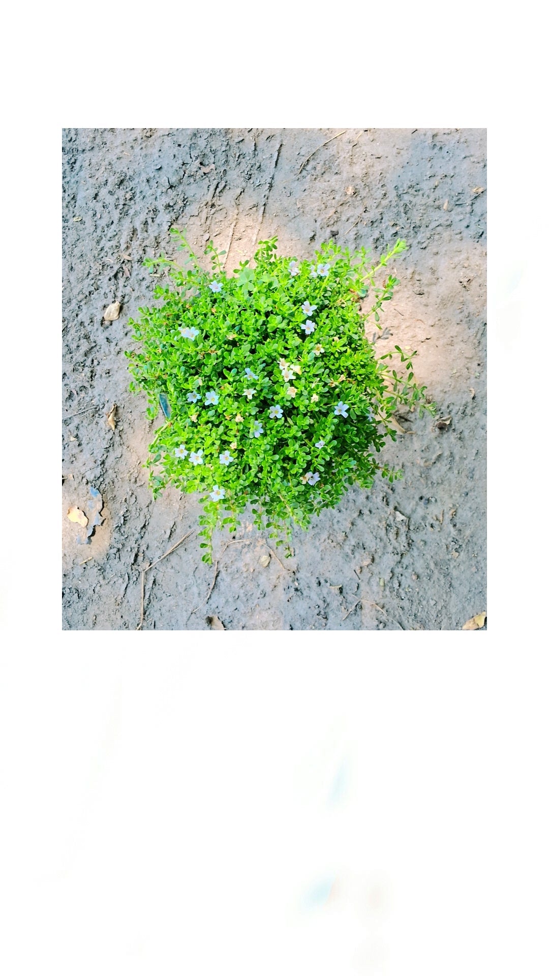 Brahmi plant in 6 inch pot Plantncr