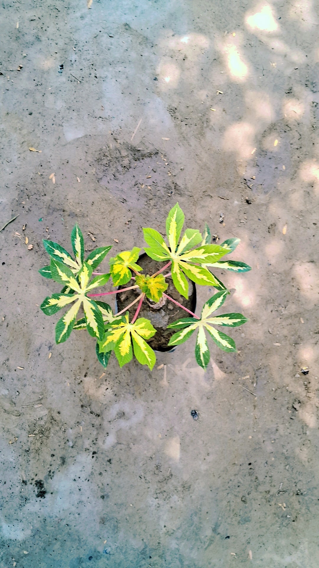 Cassava/ Teapeoca plant in 4 inch polybag Plantncr
