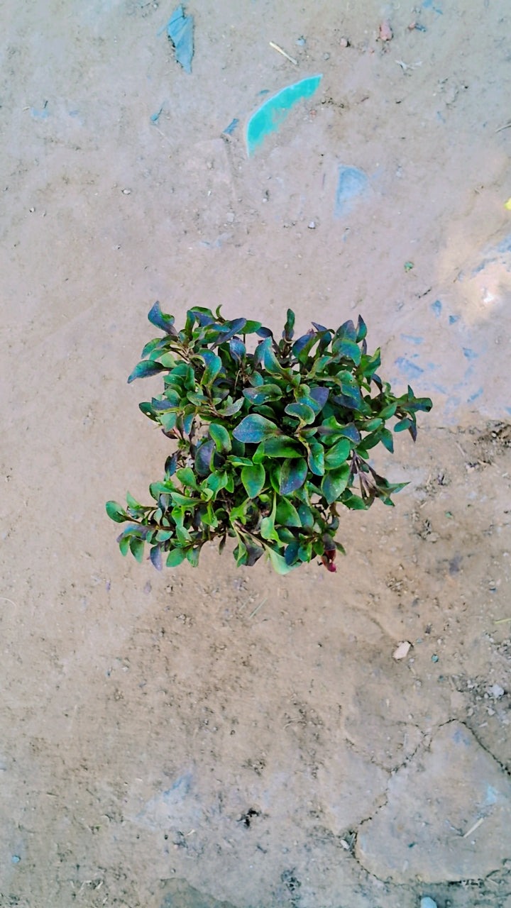 Alternanthera Red in 4 inch Nursery Bag Plantncr