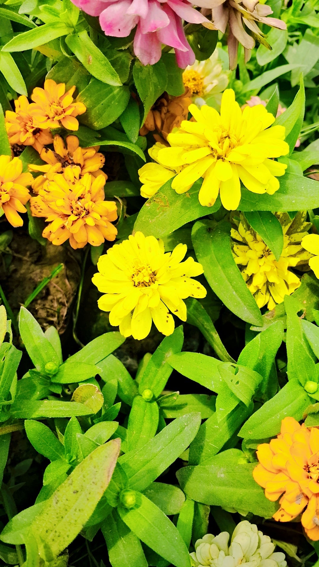 Dwarf Zinnia plant (any colour) in 4 inch polybag Plantncr