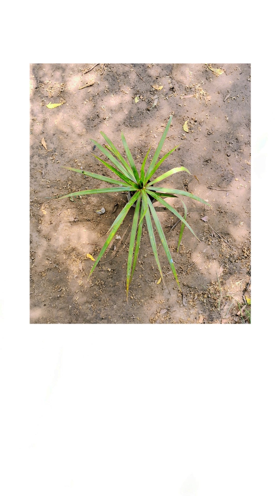 Dracaena angustifolia big leaf in 4 inch polybag Plantncr