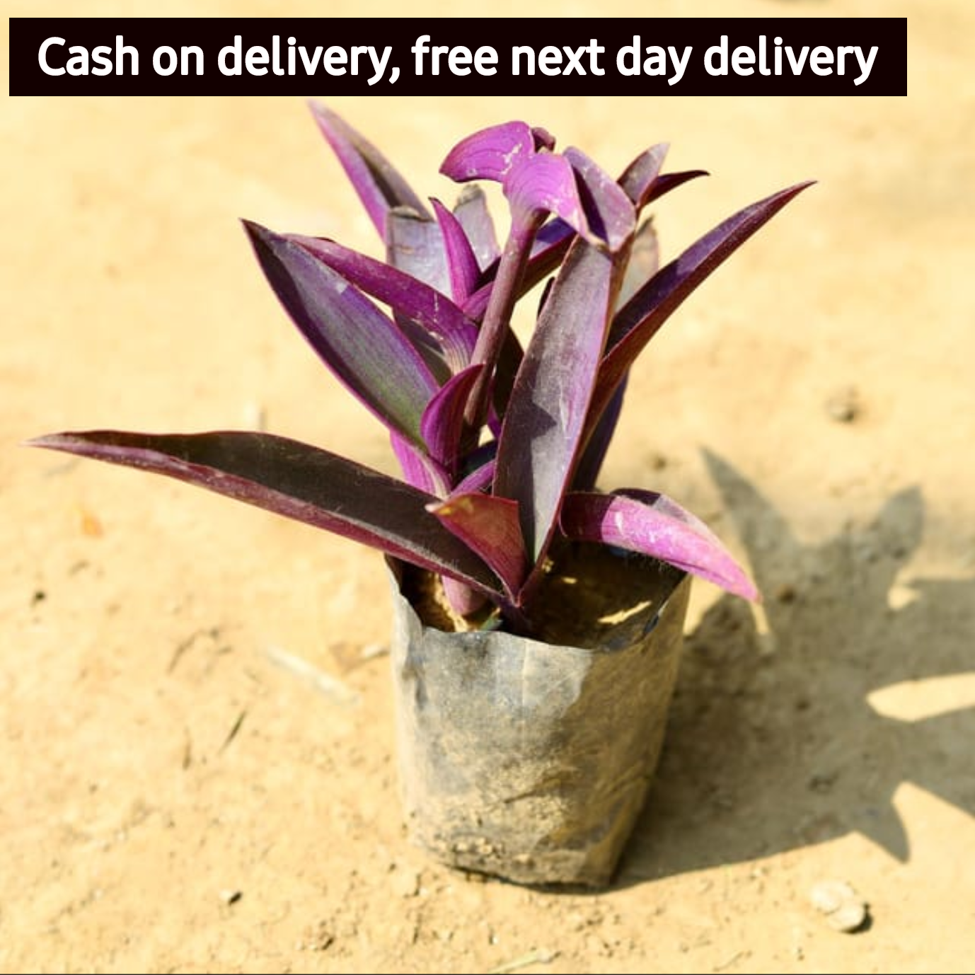 (3) Purple heart plant in 4 inch polybag (Copy) Plantncr