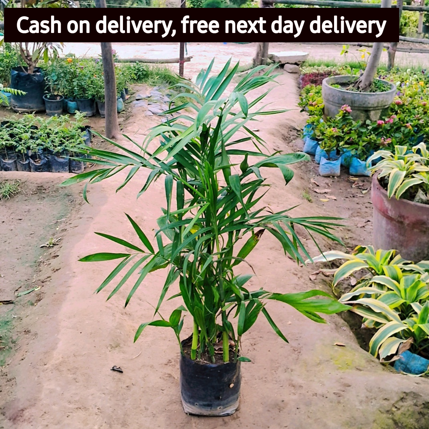 palm plant delivery Sepotia/ Bamboo palm plant in 8 inch polybag – Plantncr