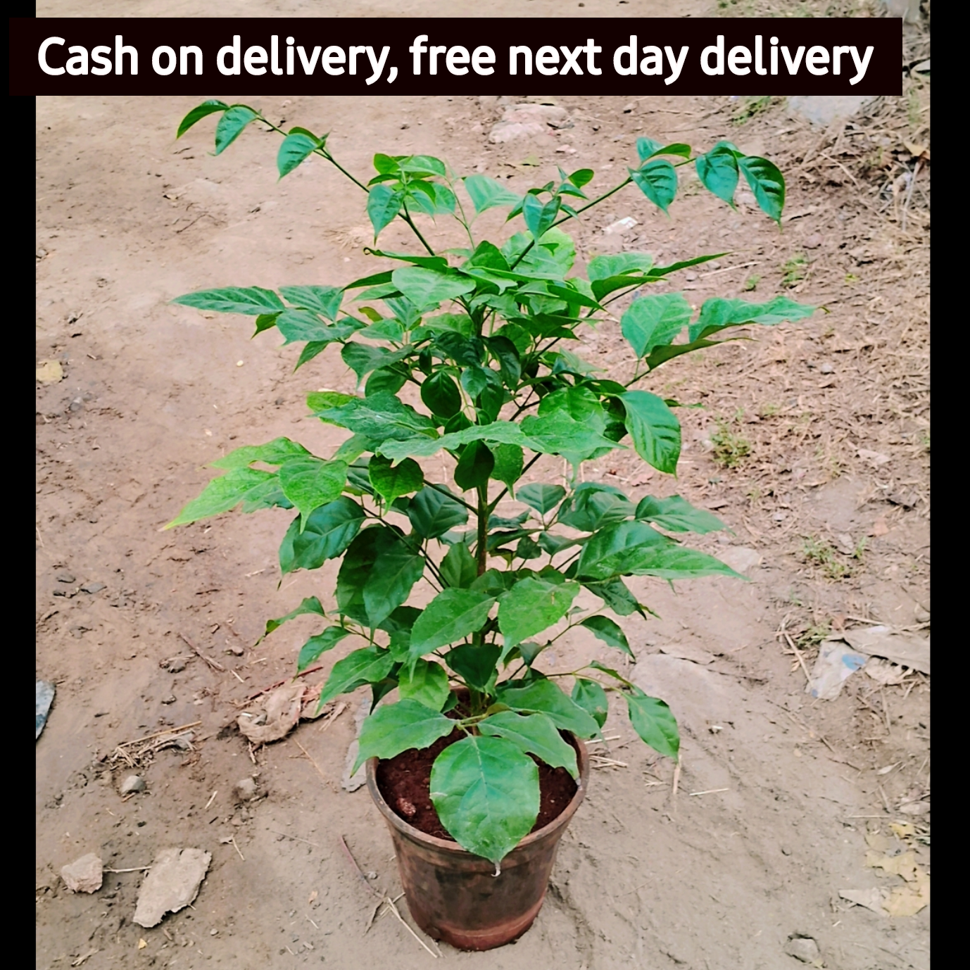 China Doll (Rademachera plant in 16-inch nursery bag ,Plantncr. Plantncr
