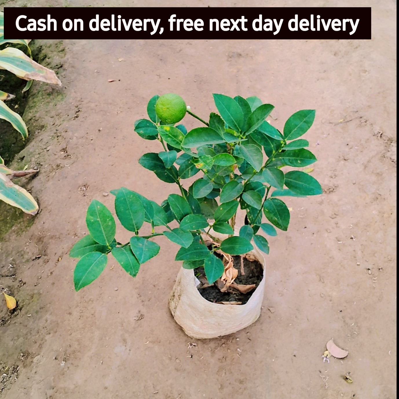 Lemon plant in 6 inch polybag Plantncr