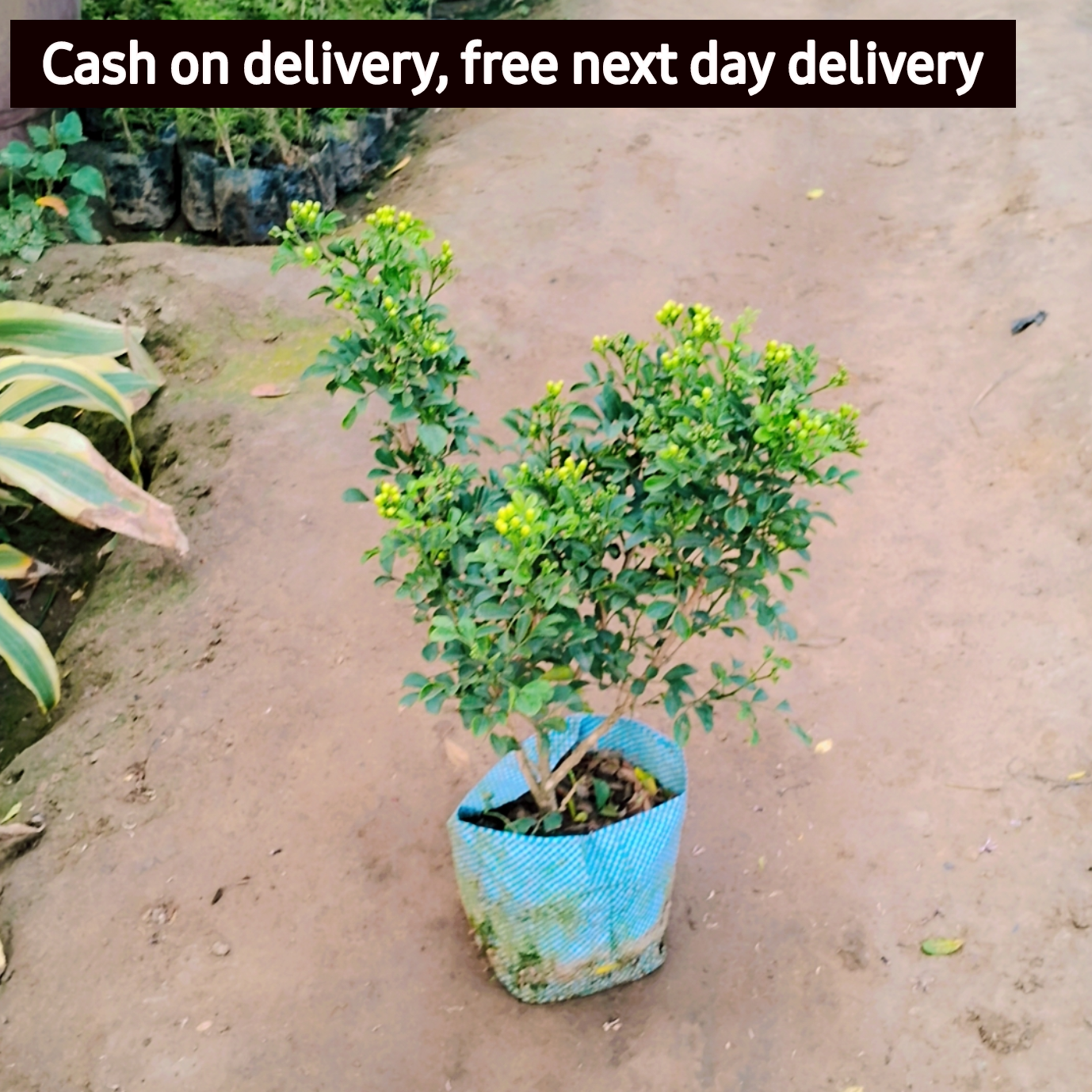 Dwarf Madhukamini plant in 6 inch nursery bag Plantncr