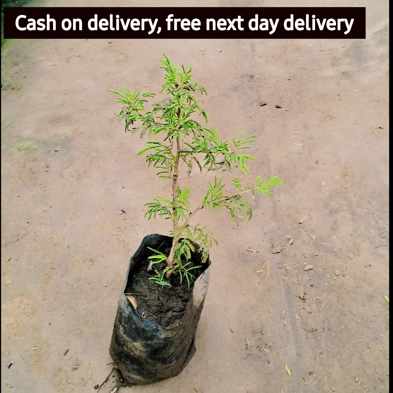 Holy Shami plant in 4 inch polybag Plantncr