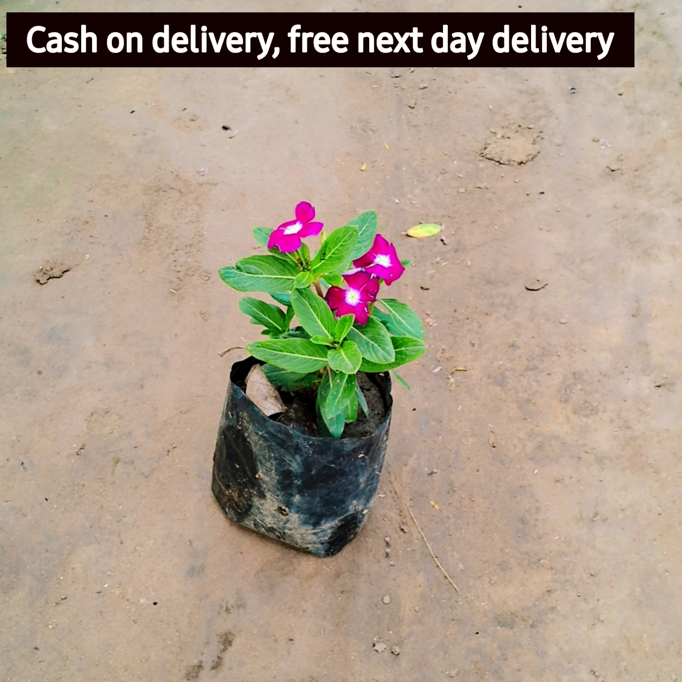 Hybrid Sadabahar flower plant in 4 inch polybag Plantncr