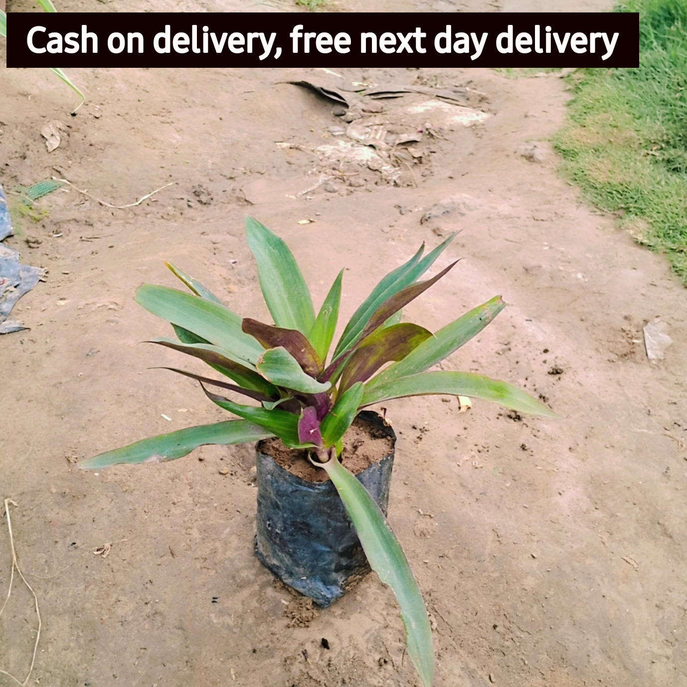 Rohiyo plant in 4 inch polybag Plantncr