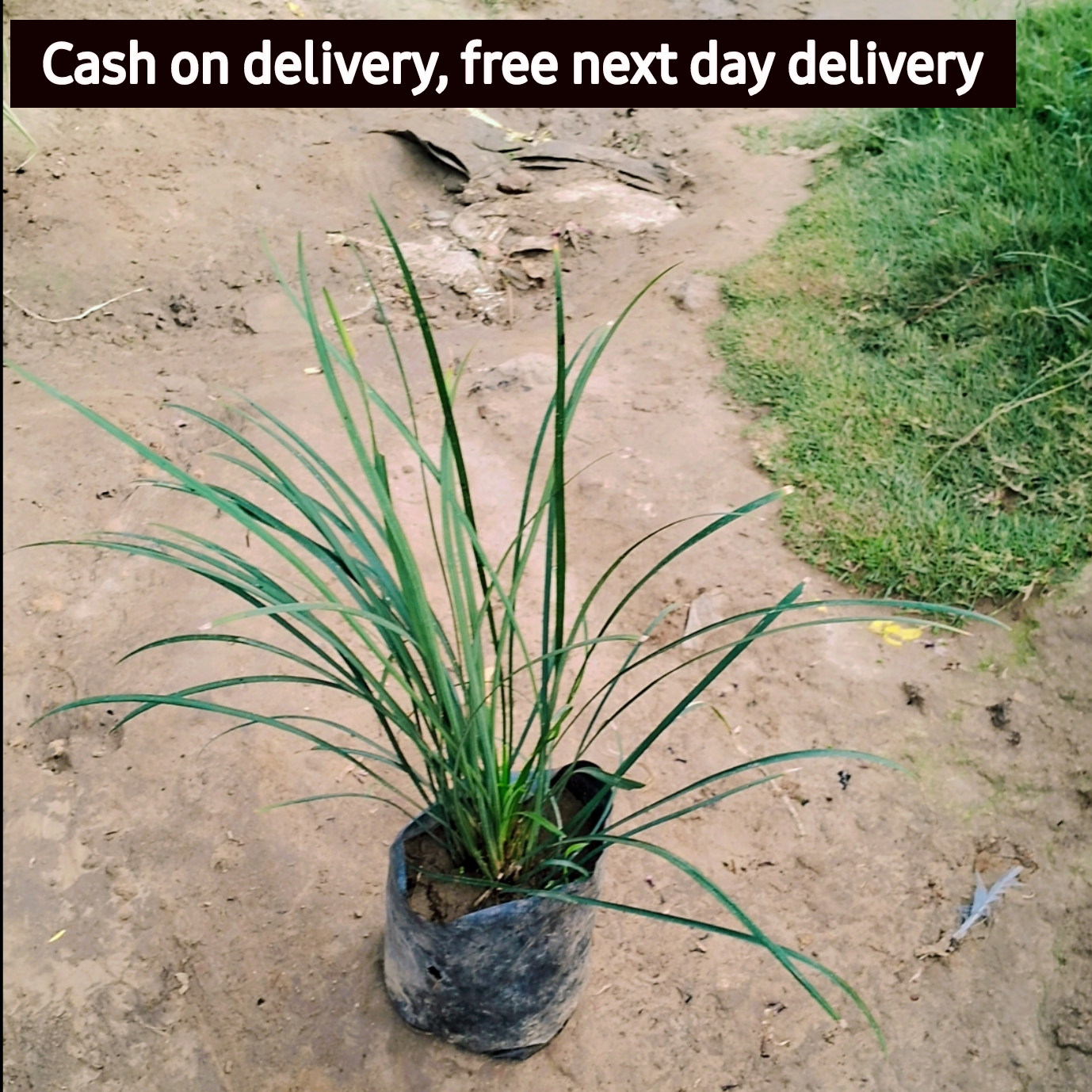 Black grass in 4 inch polybag Plantncr