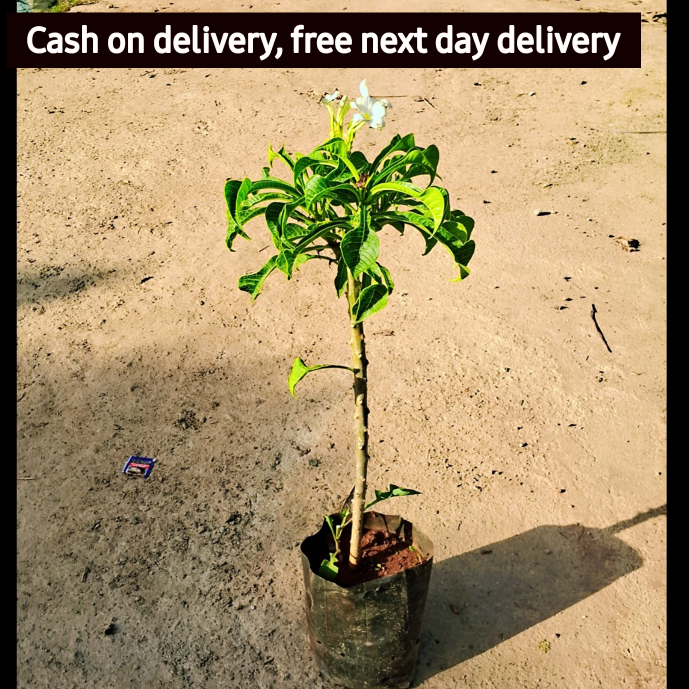 Naag Champa in 6 inch polybag Plantncr