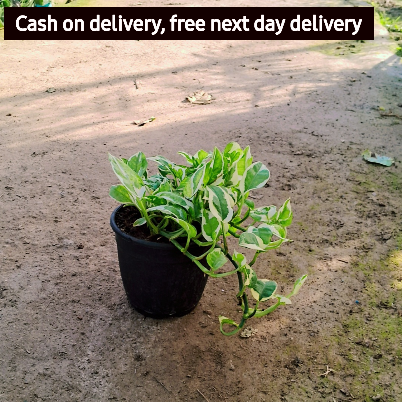 Money Plant (Ukanda) in 6 inch pot Plantncr