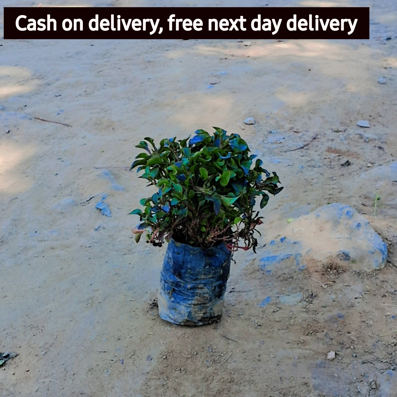 Alternanthera Red in 4 inch Nursery Bag Plantncr