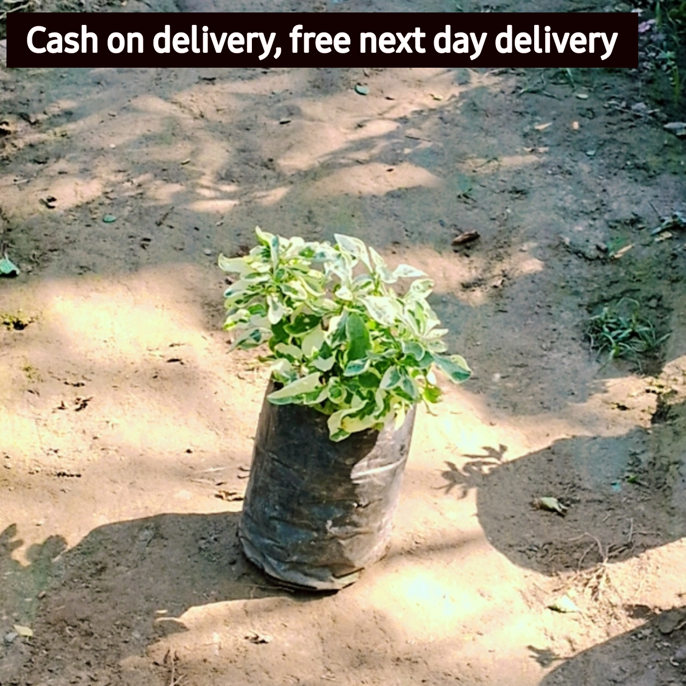 Alternanthera verigated in 4 inch Nursery Bag Plantncr
