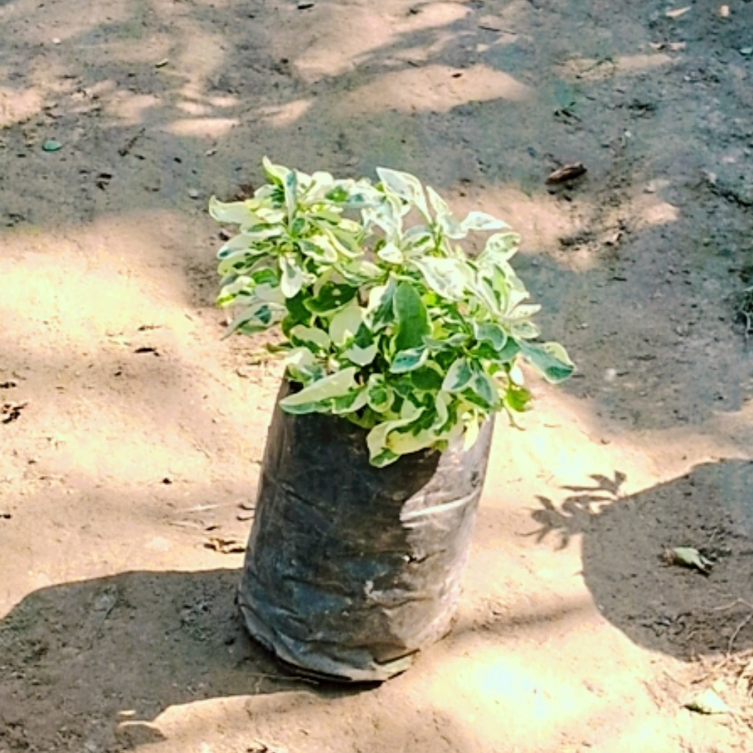 Alternanthera verigated in 4 inch polybag (Free)
