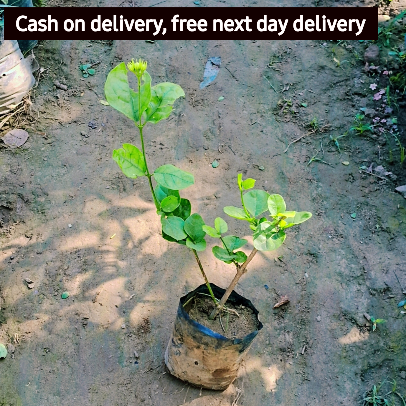 Motia / Mogra White flower plant in 4 Inch polybag Plantncr