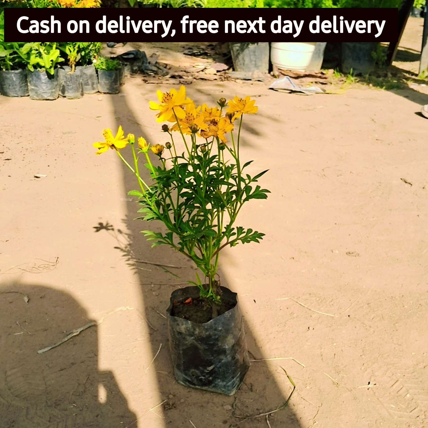 Cosmos sulphureus plant in 4 inch polybag Plantncr Plantncr