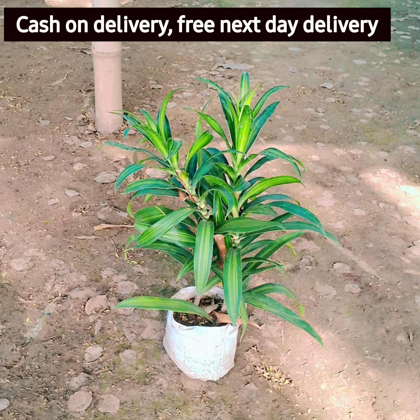 Dracaena messenger plant in 6 inch polybag Plantncr
