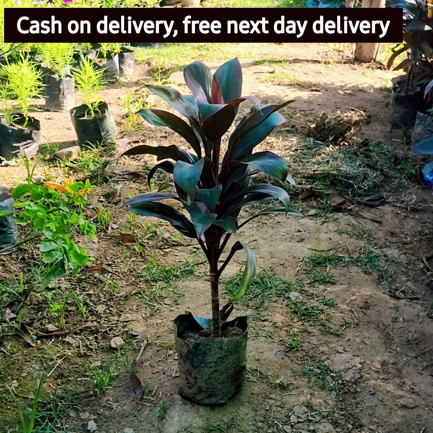 Dracaena Ruby Tricolour plant in 8 inch pot (Copy) Plantncr