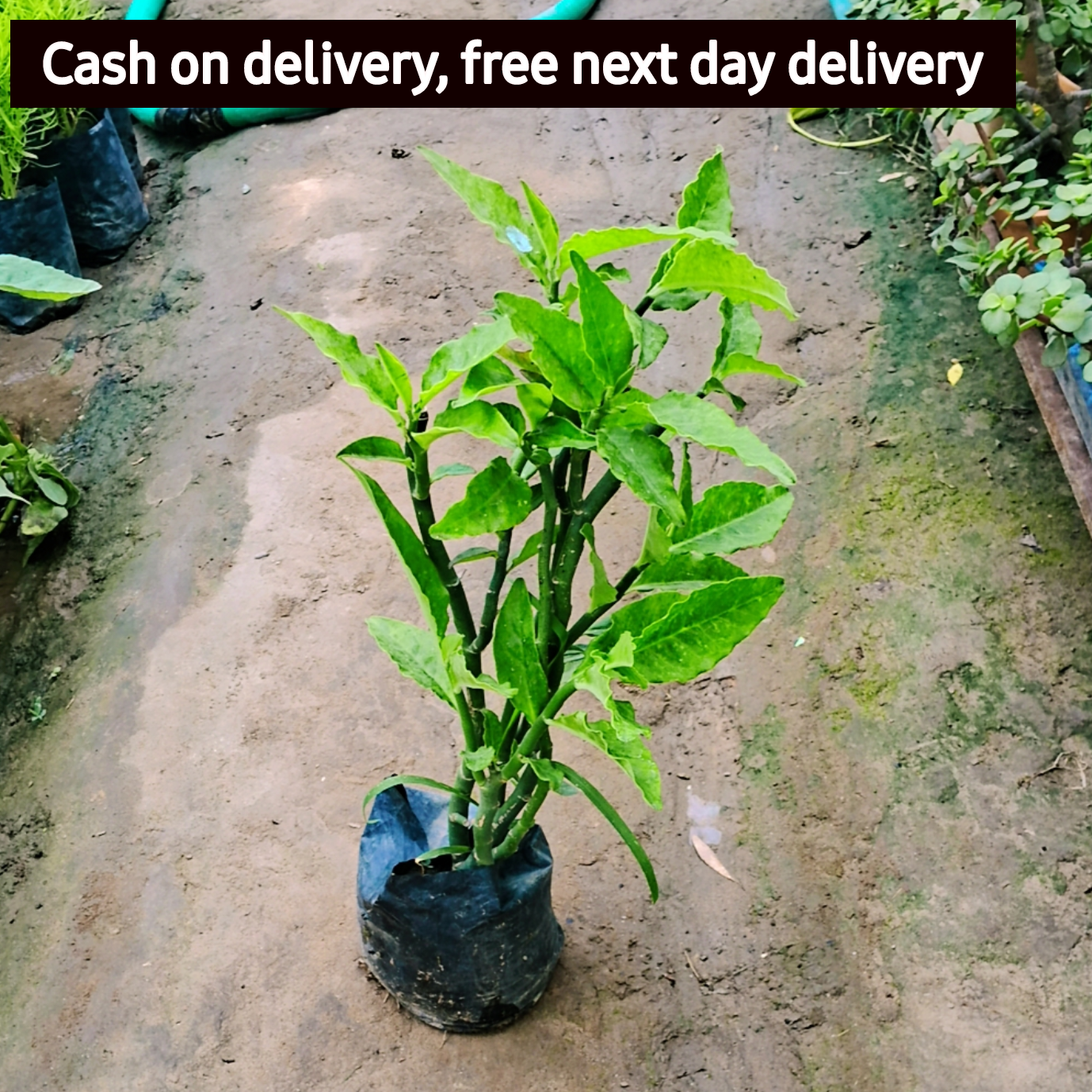 Pedilanthus/Devil's Backbone Green in 4 inch polybag Plantncr