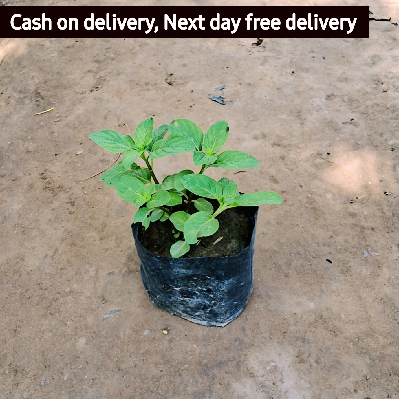peppermint plant in 4 inch polybag - Plantncr